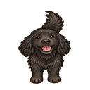 Jack, a black spaniel mix